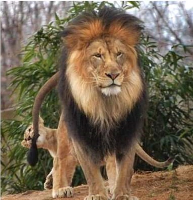 Foto - Dişi aslanlar acımadı!