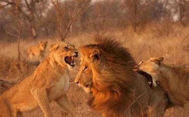 Foto - Dişi aslanlar acımadı!