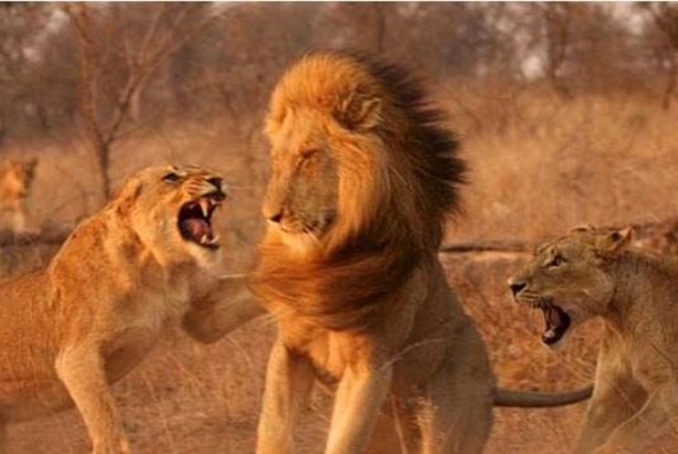 Foto - Dişi aslanlar acımadı!