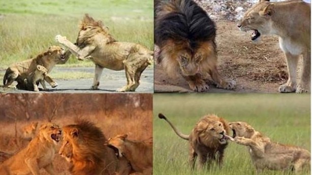 Foto - Dişi aslanlar acımadı!