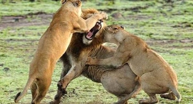 Dişi aslanlar acımadı!