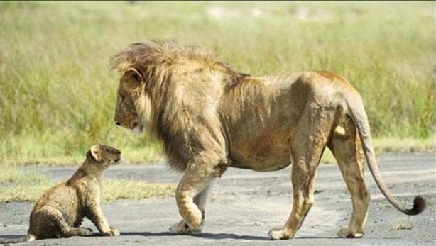 Foto - Dişi aslanlar acımadı!