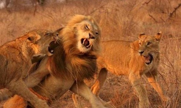 Foto - Dişi aslanlar acımadı!