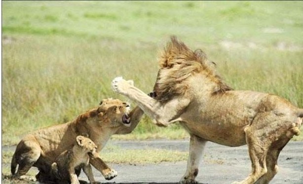 Foto - Dişi aslanlar acımadı!