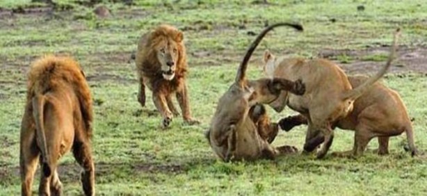 Foto - Dişi aslanlar acımadı!