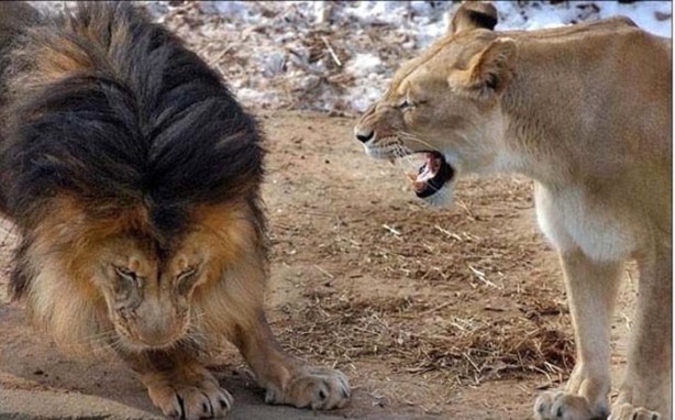 Foto - Dişi aslanlar acımadı!