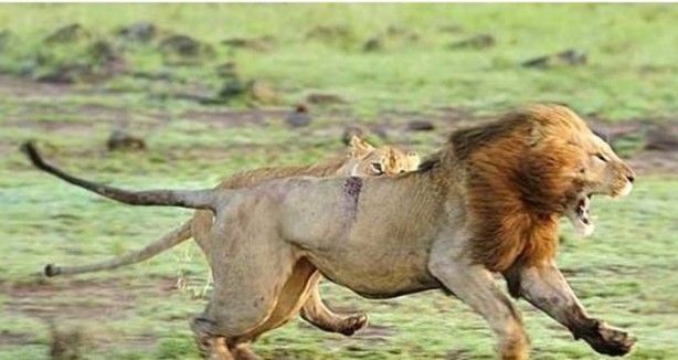 Foto - Dişi aslanlar acımadı!