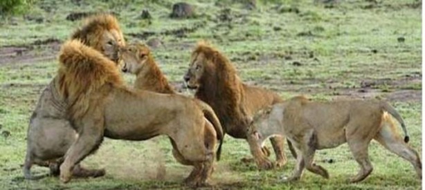 Foto - Dişi aslanlar acımadı!