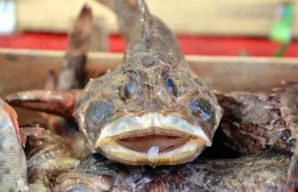 Foto - Dışı zehirli ama kilosu 300 lira! Kapış kapış gidiyor