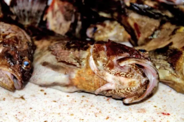 Foto - Dışı zehirli ama kilosu 300 lira! Kapış kapış gidiyor