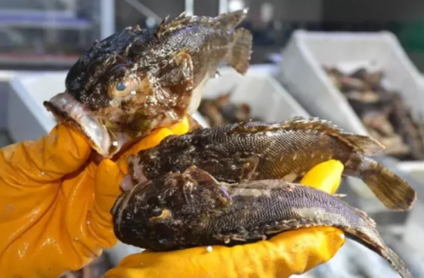 Foto - Dışı zehirli ama kilosu 300 lira! Kapış kapış gidiyor