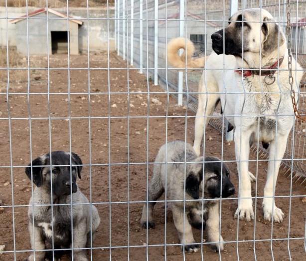 Foto - Dişisine 'zarif' erkeğine 'heybetli' diyorlar