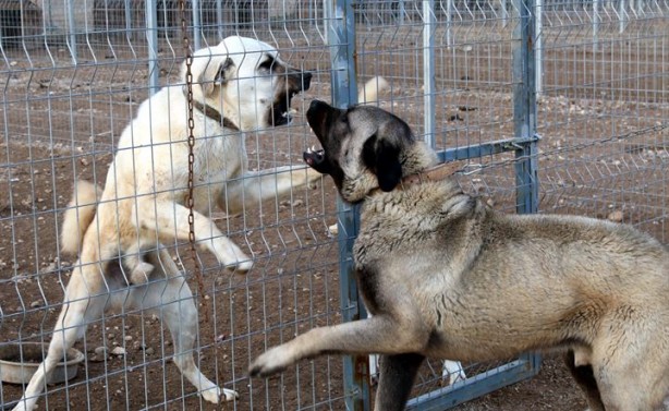 Foto - Dişisine 'zarif' erkeğine 'heybetli' diyorlar