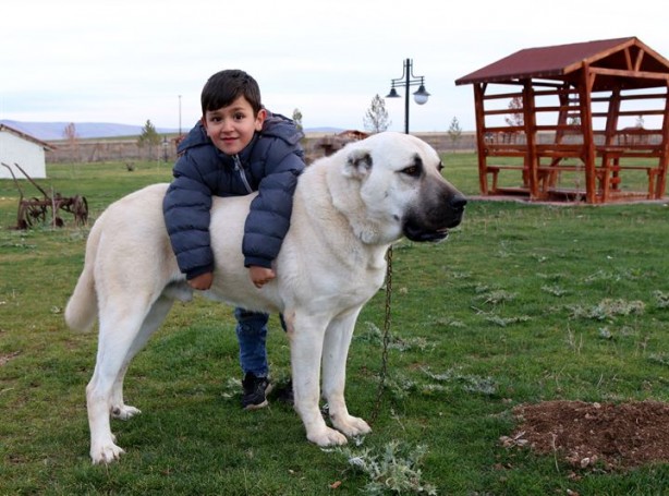 Dişisine 'zarif' erkeğine 'heybetli' diyorlar