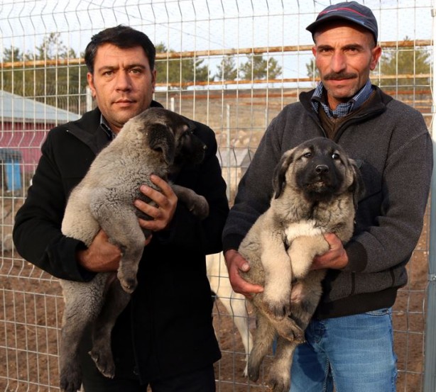 Foto - Dişisine 'zarif' erkeğine 'heybetli' diyorlar