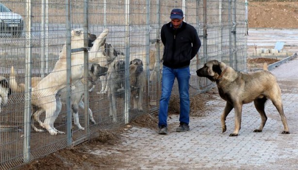 Foto - Dişisine 'zarif' erkeğine 'heybetli' diyorlar