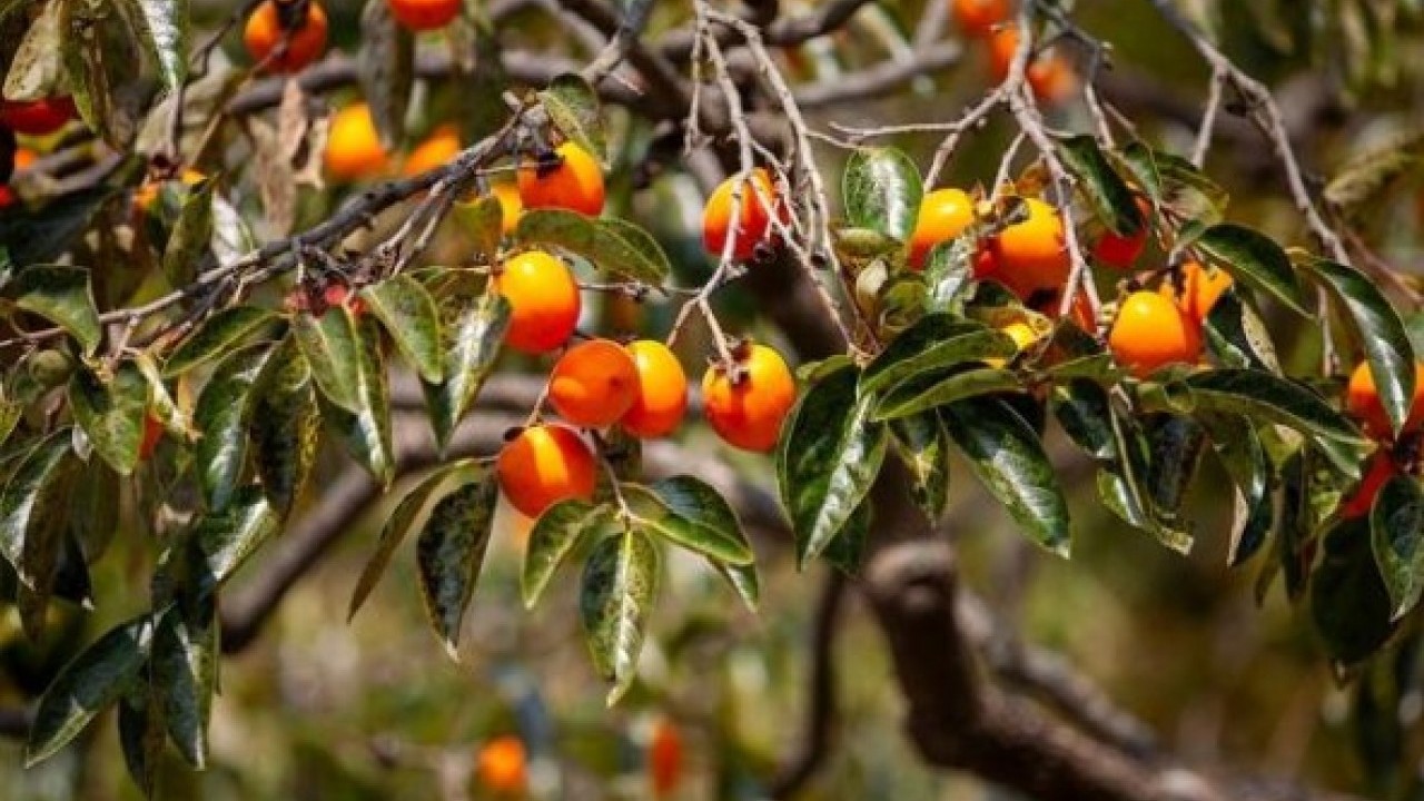 Foto - Diyabet hastalarının dikkatine! İşte cennet hurmasının bilinmeyen etkisi