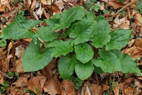 Foto - Diyabeti olanlar bu bitkiden vazgeçemiyor! Kullanan övmeye doyamıyor