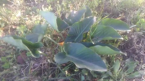 Foto - Diyabeti olanlar bu bitkiden vazgeçemiyor! Kullanan övmeye doyamıyor