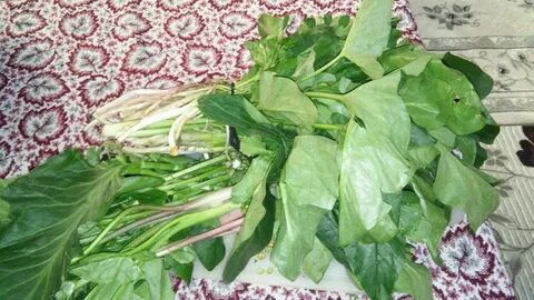 Foto - Diyabeti olanlar bu bitkiden vazgeçemiyor! Kullanan övmeye doyamıyor