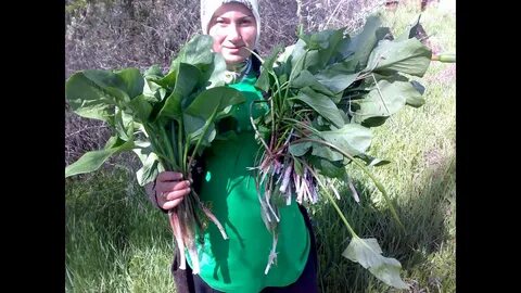 Foto - Diyabeti olanlar bu bitkiden vazgeçemiyor! Kullanan övmeye doyamıyor