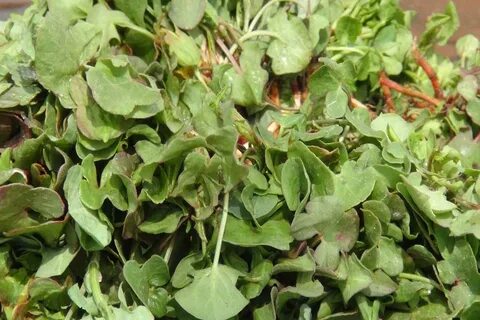 Foto - Diyabeti olanlar bu bitkiden vazgeçemiyor! Kullanan övmeye doyamıyor