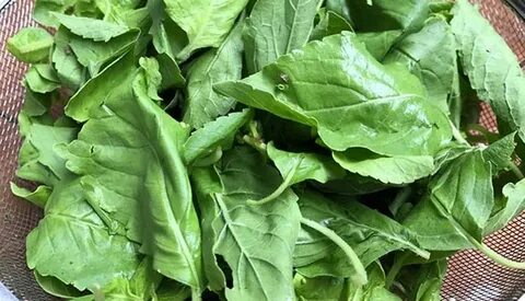 Foto - Diyabeti olanlar bu bitkiden vazgeçemiyor! Kullanan övmeye doyamıyor