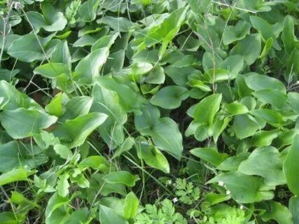 Foto - Diyabeti olanlar bu bitkiden vazgeçemiyor! Kullanan övmeye doyamıyor