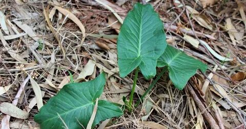 Foto - Diyabeti olanlar bu bitkiden vazgeçemiyor! Kullanan övmeye doyamıyor