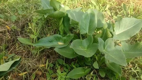 Foto - Diyabeti olanlar bu bitkiden vazgeçemiyor! Kullanan övmeye doyamıyor