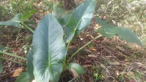 Foto - Diyabeti olanlar bu bitkiden vazgeçemiyor! Kullanan övmeye doyamıyor