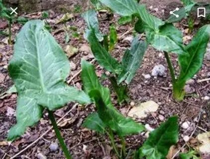 Foto - Diyabeti olanlar bu bitkiden vazgeçemiyor! Kullanan övmeye doyamıyor