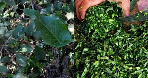 Foto - Diyabeti olanlar bu bitkiden vazgeçemiyor! Kullanan övmeye doyamıyor