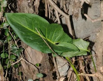 Foto - Diyabeti olanlar bu bitkiden vazgeçemiyor! Kullanan övmeye doyamıyor