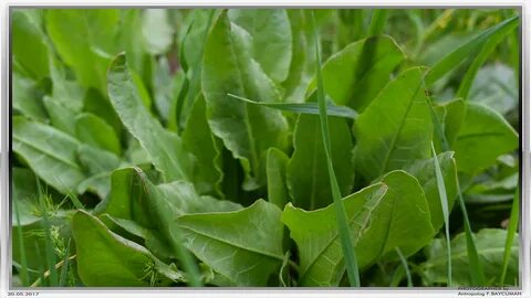 Foto - Diyabeti olanlar bu bitkiden vazgeçemiyor! Kullanan övmeye doyamıyor