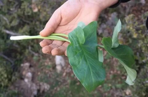 Foto - Diyabeti olanlar bu bitkiden vazgeçemiyor! Kullanan övmeye doyamıyor