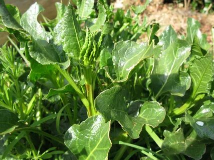 Foto - Diyabeti olanlar bu bitkiden vazgeçemiyor! Kullanan övmeye doyamıyor