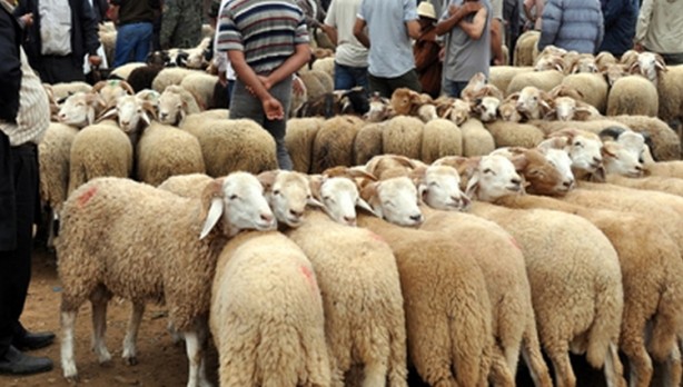 Foto - Diyanet açıkladı! Bir kurbana en fazla kaç kişi ortak olabilir?