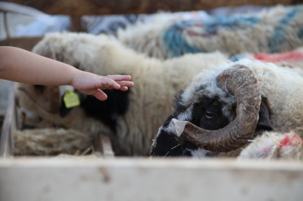 Foto - Diyanet açıkladı! Bir kurbana en fazla kaç kişi ortak olabilir?