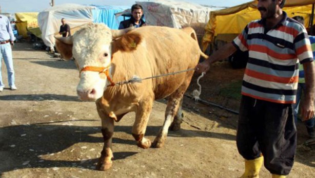 Foto - Diyanet açıkladı! Bir kurbana en fazla kaç kişi ortak olabilir?