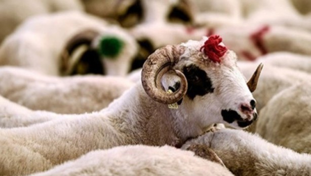 Foto - Diyanet açıkladı! Bir kurbana en fazla kaç kişi ortak olabilir?