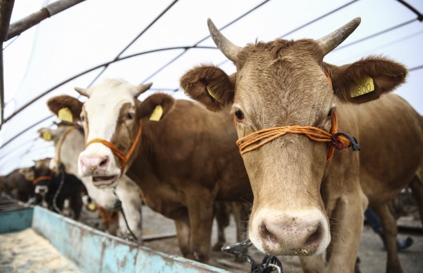 Foto - Diyanet açıkladı! Bir kurbana en fazla kaç kişi ortak olabilir?