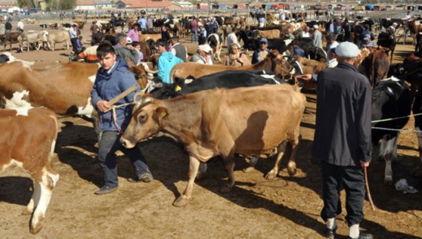 Foto - Diyanet açıkladı! Bir kurbana en fazla kaç kişi ortak olabilir?