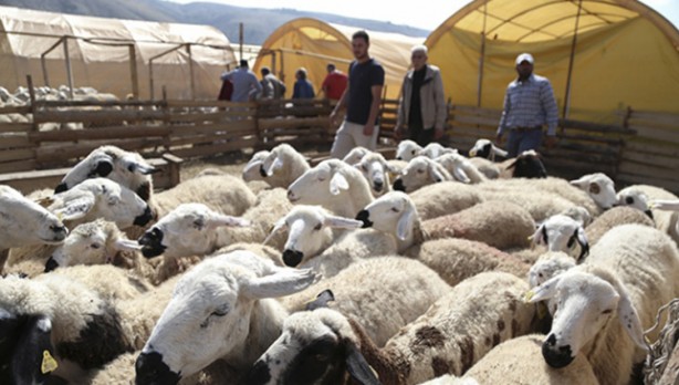 Diyanet açıkladı! Bir kurbana en fazla kaç kişi ortak olabilir?