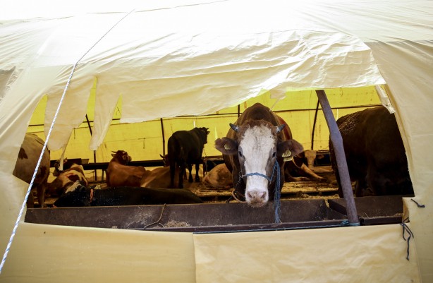 Foto - Diyanet açıkladı! Bir kurbana en fazla kaç kişi ortak olabilir?