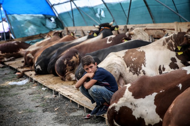 Foto - Diyanet açıkladı! Bir kurbana en fazla kaç kişi ortak olabilir?