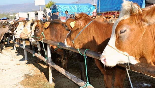 Foto - Diyanet açıkladı! Bir kurbana en fazla kaç kişi ortak olabilir?