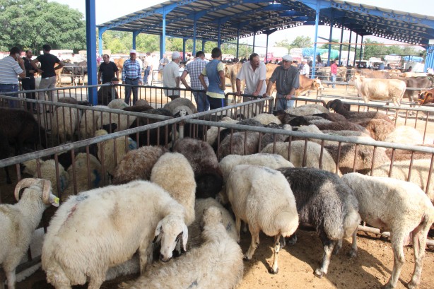 Foto - Diyanet açıkladı! Bir kurbana en fazla kaç kişi ortak olabilir?