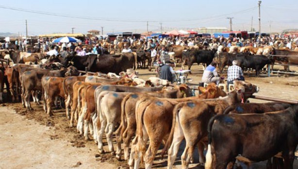 Foto - Diyanet açıkladı! Bir kurbana en fazla kaç kişi ortak olabilir?