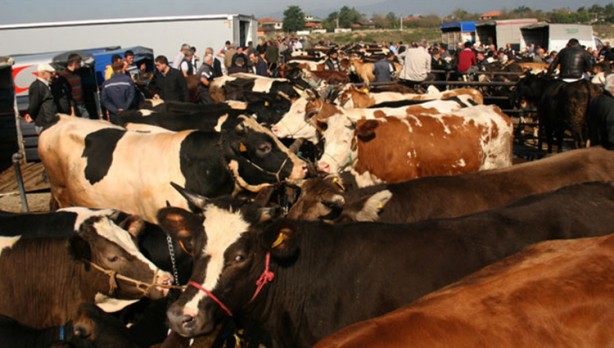 Foto - Diyanet açıkladı! Bir kurbana en fazla kaç kişi ortak olabilir?